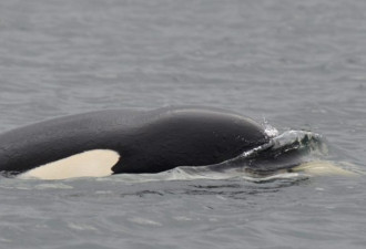 为求偶？雄性鲸鱼溺死刚出生不久的虎鲸幼仔