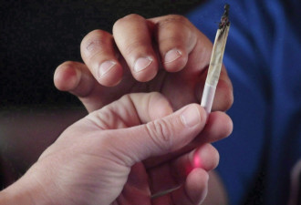 联邦参议院通过C-45法案 大麻合法化近了一步