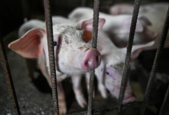 现代养殖业最大挑战 非洲猪瘟疫情蔓延全球
