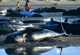 150头鲸鱼搁浅澳洲海岸，最终仅6头存活