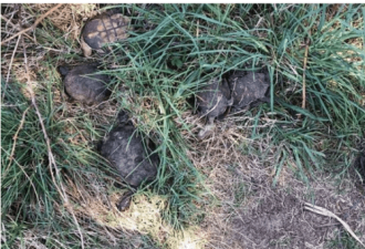 维州河岸惊现数十只死龟 有轮胎痕迹环保厅介入