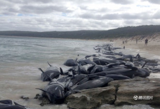 超过150头领航鲸搁浅澳大利亚海滩 仅15头幸存