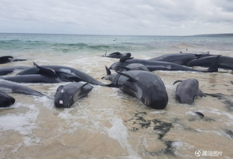 超过150头领航鲸搁浅澳大利亚海滩 仅15头幸存