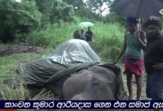 斯里兰卡年幼大象超负荷工作 终精疲力竭而死