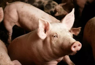 花千元买头母猪到市场卖 被罚26万拘15天