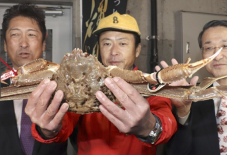 螃蟹拍出500万日元高价 破吉尼斯世界纪录