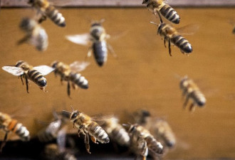 中国出现可怕的“殭尸蜜蜂”现象 成群奔向死亡