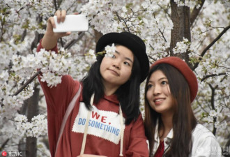 北京樱花节： “头上花园”引人注目
