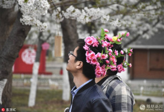 北京樱花节： “头上花园”引人注目