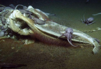 罕见鲸落画面：鲸尸沉至海底 蠕虫大快朵颐