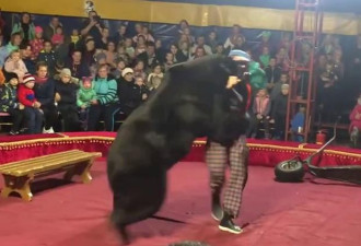 俄马戏团黑熊攻击驯兽员 观众以为是表演