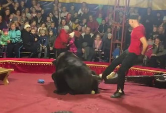 俄马戏团黑熊攻击驯兽员 观众以为是表演