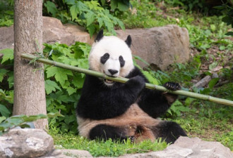 4岁猫熊将回中国 美饲养员捨不得直说会喷泪