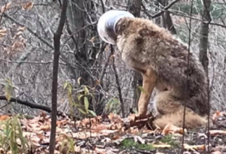 大多伦多土狼被困塑料容器内被解救