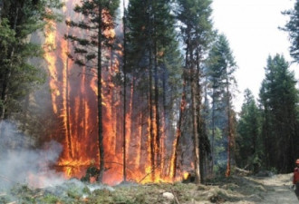天气炎热干燥，BC省预计今年还会有林火