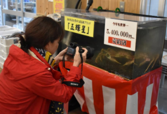 世界最贵螃蟹被做成800万日元套餐