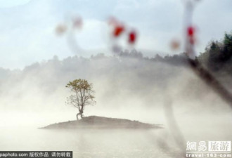 安徽黄山市小岛上的“网红树”如梦如幻