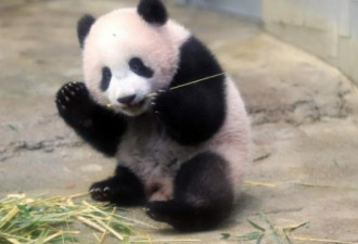 已有9头大熊猫，日本还想要