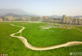 鄱阳湖河床竟然变成大草原 游客来此踏青玩耍