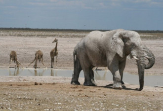 澳洲游客被大象踩死？非洲官员搞出大乌龙！
