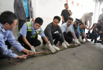 天花板突然掉下近40斤巨蟒，可能躲了10年