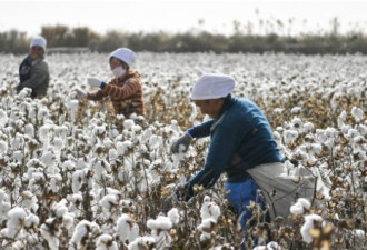 新疆棉花与人权争议 跨国品牌面临质疑