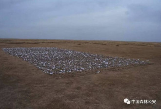 内蒙大规模投毒盗猎案 雪融后尸横遍野