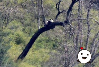 野生大熊猫爬树晒太阳　游客争拍