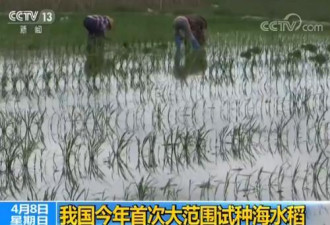 中国首次大范围试种海水稻 盐碱地有望成粮仓