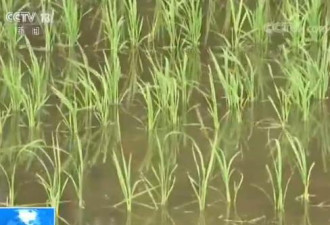 中国首次大范围试种海水稻 盐碱地有望成粮仓