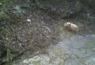 时隔26年，陕西再发现异形野生大熊猫