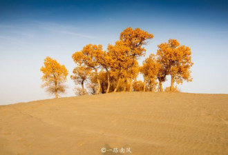 到新疆和田欣赏最美秋色 这里的胡杨林太震撼了