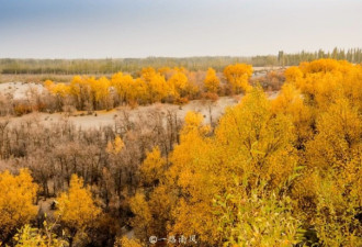 到新疆和田欣赏最美秋色 这里的胡杨林太震撼了