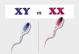 Y染色体快速退化终将消失 男性会怎样？