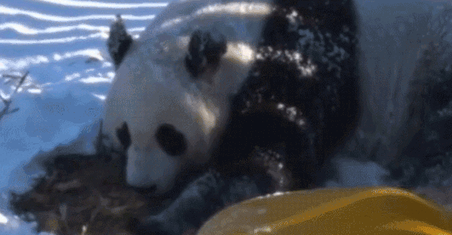 当熊猫第一次见到大雪……网友笑翻！