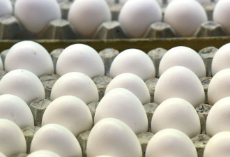 注意！美农场召回2亿枚鸡蛋 疑遭感染