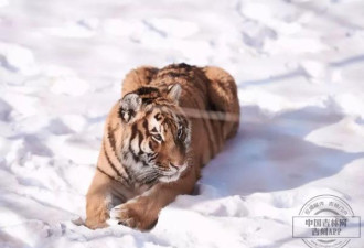 东北虎园里东北虎大熊猫驼羊的快乐冬天