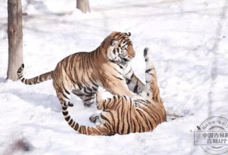 东北虎园里东北虎大熊猫驼羊的快乐冬天
