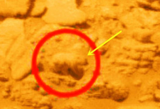 探索者号拍到一头火星熊，引发网友热议