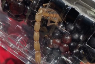 超市买的水果里藏有蝎子!盘点那些吃出来的恶心