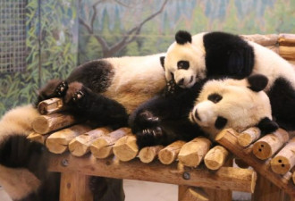 大熊猫搬家后在卡尔加里动物园很幸福