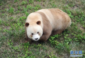 你看过这个颜色的大熊猫吗？