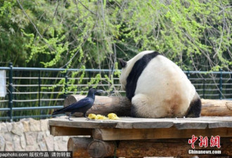 大熊猫任由乌鸦拔自己屁股毛，还憨憨笑