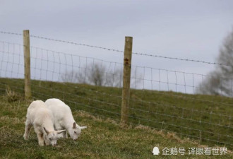 山羊与绵羊温存后 生下这样一对孪生羔