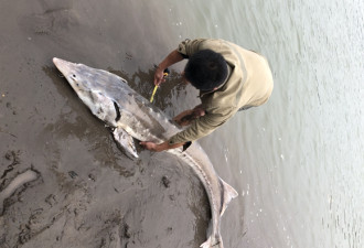 长江边钓起2米长“怪鱼”:一百多斤 尖尖的脑袋