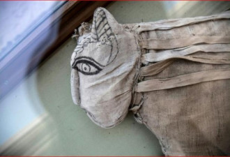 埃及出土罕见幼狮木乃伊 世上最大圣甲虫文物