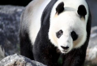 大熊猫夫妇将继续留澳5年！动物园盼早生贵子
