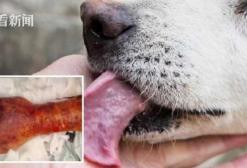 63岁老人被爱犬舔了一口 全身细菌感染