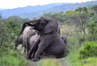 21只大象给他送葬 ！冷漠世界，动物比人更长情