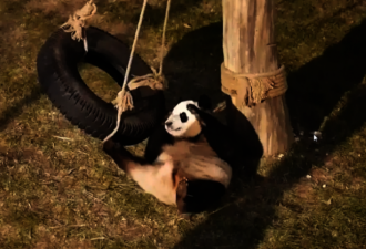 大熊猫太爱面子了！跌落秋千如此化解尴尬
